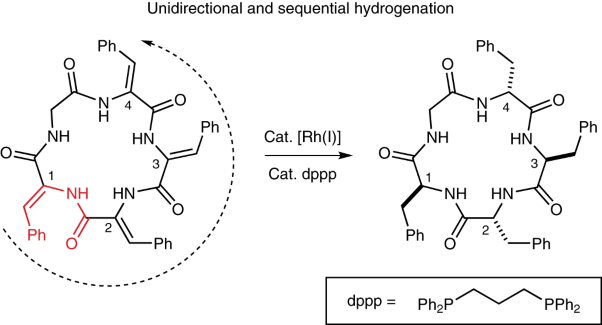 Hydrogenation catalyst generates cyclic peptide stereocentres in sequence