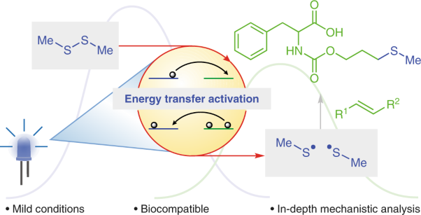 The energy-transfer-enabled biocompatible disulfide–ene reaction
