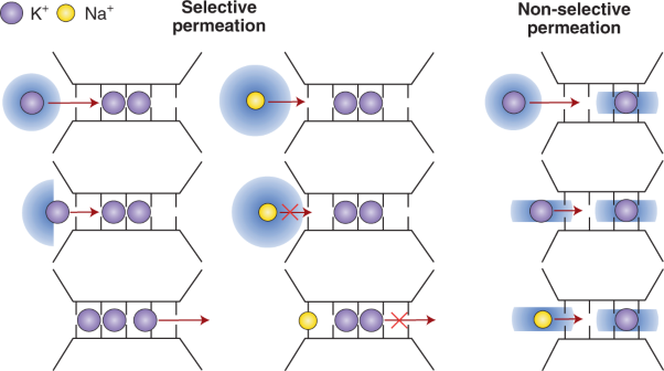 Direct knock-on of desolvated ions governs strict ion selectivity in K<sup>+</sup> channels