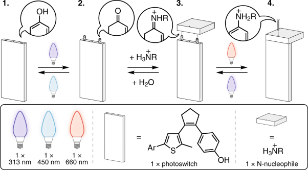 Light-driven molecular trap enables bidirectional manipulation of dynamic covalent systems