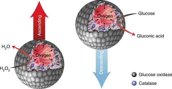 Enzyme-powered motility in buoyant organoclay/DNA protocells