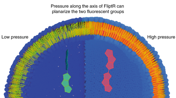 A fluorescent membrane tension probe