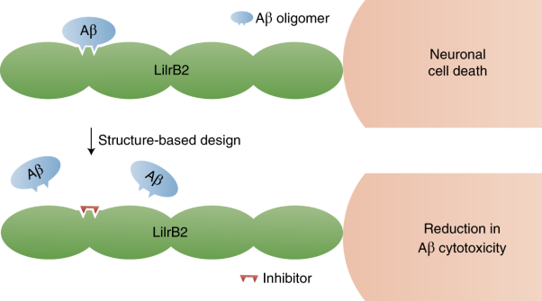 Inhibiting amyloid-β cytotoxicity through its interaction with the cell surface receptor LilrB2 by structure-based design