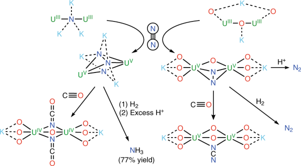 The role of bridging ligands in dinitrogen reduction and functionalization by uranium multimetallic complexes