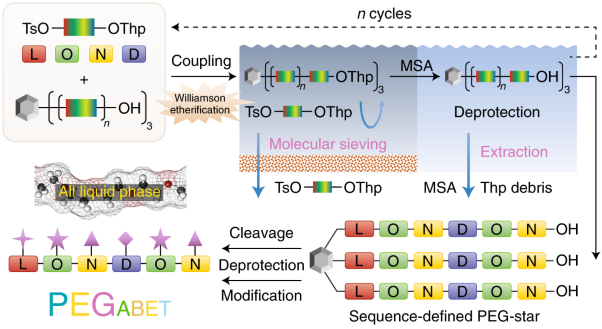 Sequence-defined multifunctional polyethers via liquid-phase synthesis with molecular sieving