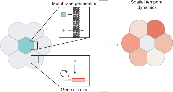 Signalling and differentiation in emulsion-based multi-compartmentalized in vitro gene circuits