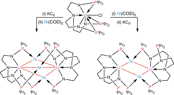 Transition-metal-bridged bimetallic clusters with multiple uranium–metal bonds