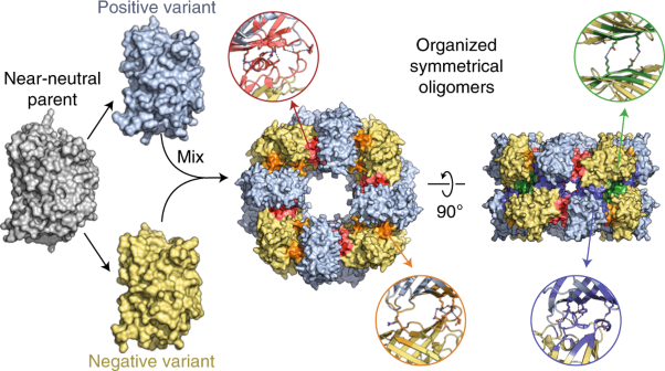 Supercharging enables organized assembly of synthetic biomolecules