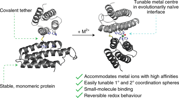 An efficient, step-economical strategy for the design of functional metalloproteins