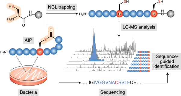 Identification of autoinducing thiodepsipeptides from staphylococci enabled by native chemical ligation