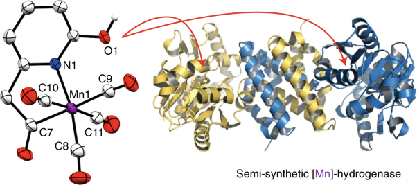A catalytically active [Mn]-hydrogenase incorporating a non-native metal cofactor