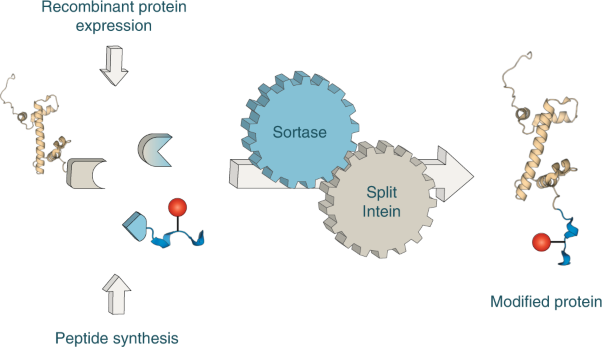 Protein engineering through tandem transamidation