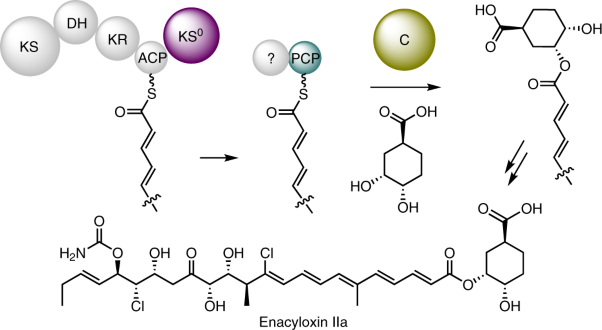 A dual transacylation mechanism for polyketide synthase chain release in enacyloxin antibiotic biosynthesis