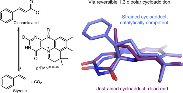 Enzymatic control of cycloadduct conformation ensures reversible 1,3-dipolar cycloaddition in a prFMN-dependent decarboxylase