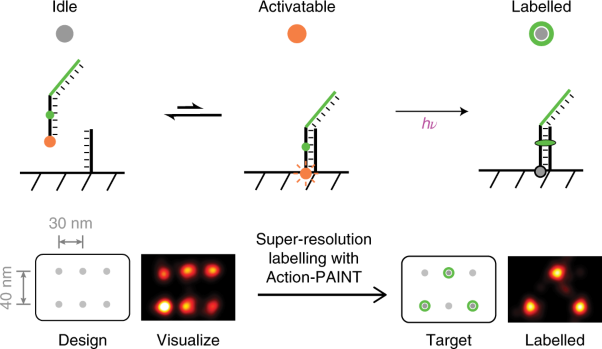 Super-resolution labelling with Action-PAINT