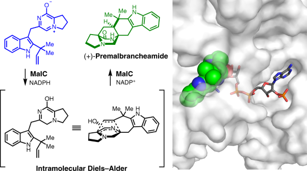 Fungal indole alkaloid biogenesis through evolution of a bifunctional reductase/Diels–Alderase