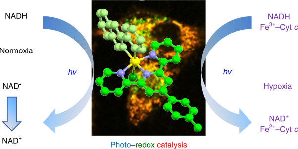 Targeted photoredox catalysis in cancer cells