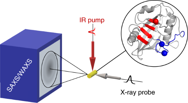 Temperature-jump solution X-ray scattering reveals distinct motions in a dynamic enzyme
