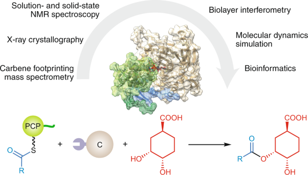 Structural basis for chain release from the enacyloxin polyketide synthase