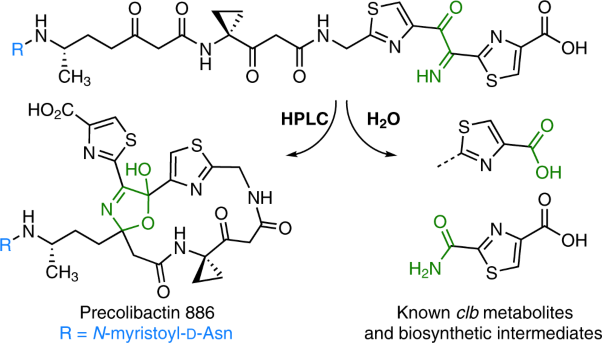 Synthesis and reactivity of precolibactin 886