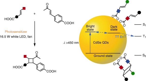 Regio- and diastereoselective intermolecular [2+2] cycloadditions photocatalysed by quantum dots