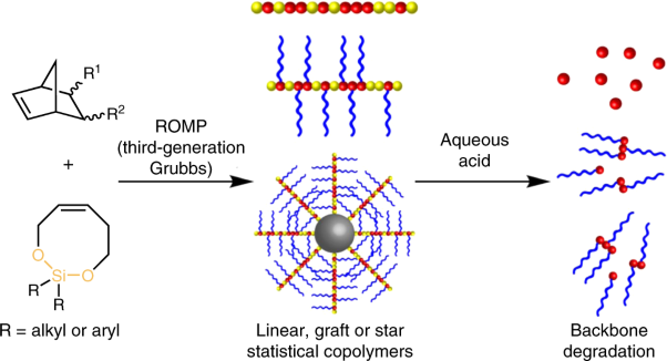 Tailored silyl ether monomers enable backbone-degradable polynorbornene-based linear, bottlebrush and star copolymers through ROMP