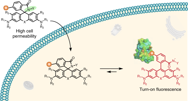 A general strategy to develop cell permeable and fluorogenic probes for multicolour nanoscopy