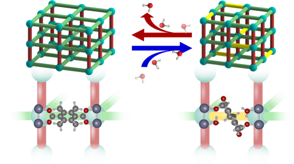 In situ visualization of loading-dependent water effects in a stable metal–organic framework