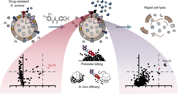 Repurposing human kinase inhibitors to create an antibiotic active against drug-resistant <i>Staphylococcus aureus</i>, persisters and biofilms