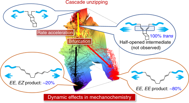 The cascade unzipping of ladderane reveals dynamic effects in mechanochemistry