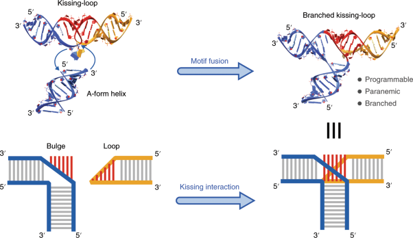 Branched kissing loops for the construction of diverse RNA homooligomeric nanostructures