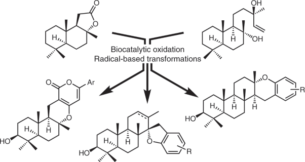 Merging chemoenzymatic and radical-based retrosynthetic logic for rapid and modular synthesis of oxidized meroterpenoids
