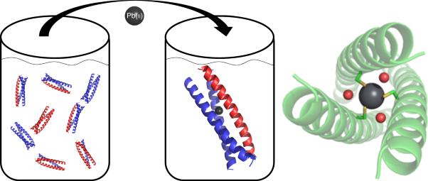 Heteromeric three-stranded coiled coils designed using a Pb(<span class="small-caps u-small-caps">ii</span>)(Cys)<sub>3</sub> template mediated strategy