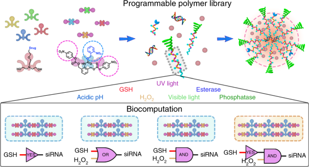 A programmable polymer library that enables the construction of stimuli-responsive nanocarriers containing logic gates