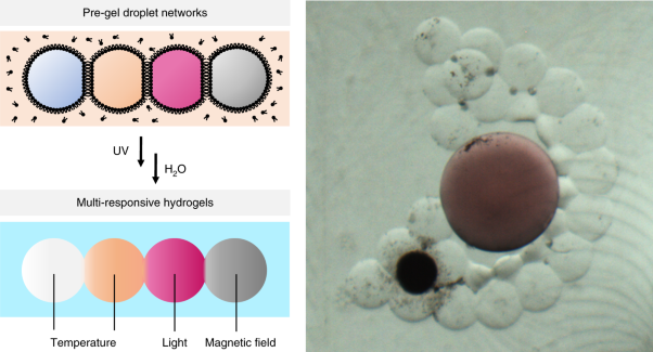 Multi-responsive hydrogel structures from patterned droplet networks