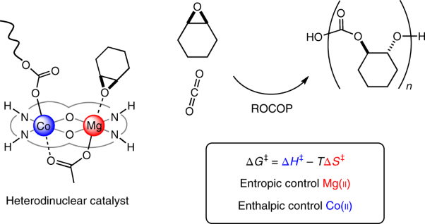 Understanding metal synergy in heterodinuclear catalysts for the copolymerization of CO<sub>2</sub> and epoxides