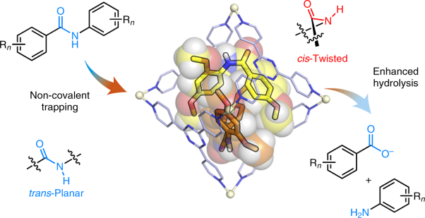 Enhanced reactivity of twisted amides inside a molecular cage