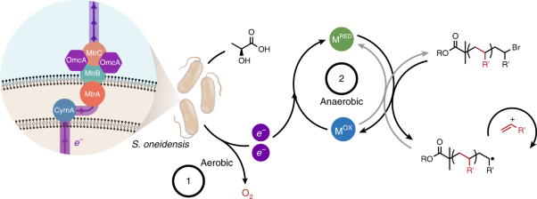 Aerobic radical polymerization mediated by microbial metabolism