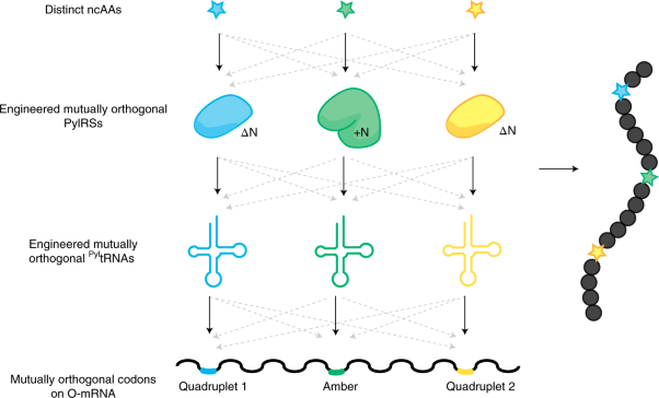 Engineered triply orthogonal pyrrolysyl–tRNA synthetase/tRNA pairs enable the genetic encoding of three distinct non-canonical amino acids