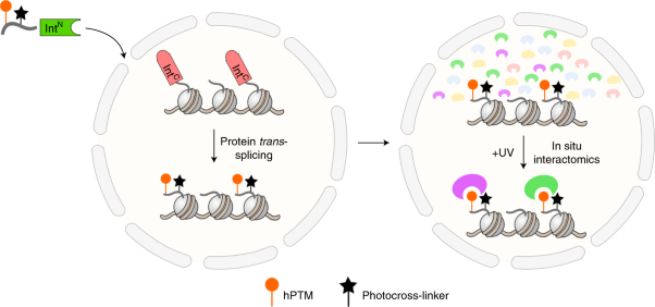 In situ chromatin interactomics using a chemical bait and trap approach