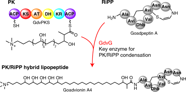 Acyltransferase that catalyses the condensation of polyketide and peptide moieties of goadvionin hybrid lipopeptides