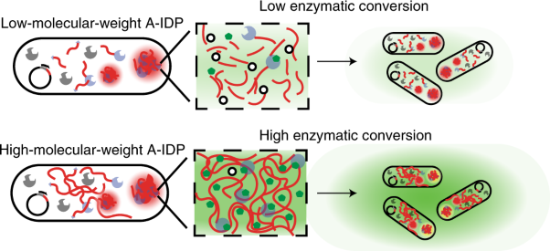 De novo engineering of intracellular condensates using artificial disordered proteins
