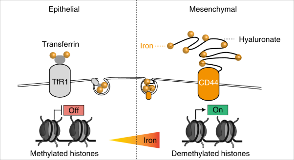 CD44 regulates epigenetic plasticity by mediating iron endocytosis