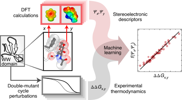 Stereoelectronic effects in stabilizing protein–<i>N</i>-glycan interactions revealed by experiment and machine learning