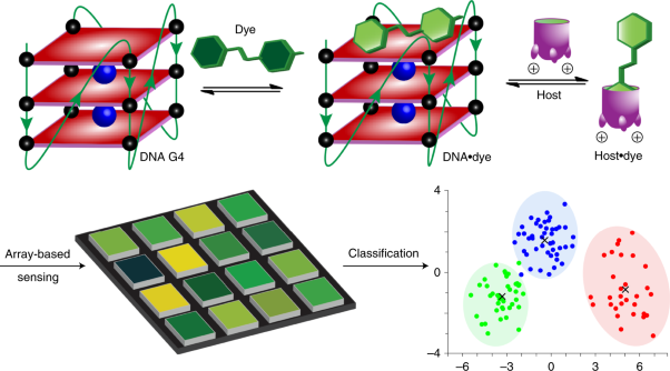 Selective discrimination and classification of G-quadruplex structures with a host–guest sensing array