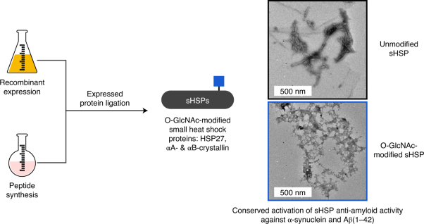 O-GlcNAc modification of small heat shock proteins enhances their anti-amyloid chaperone activity
