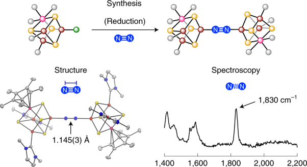 Dinitrogen binding and activation at a molybdenum–iron–sulfur cluster