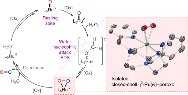 Isolation of a Ru(<span class="small-caps u-small-caps">iv</span>) side-on peroxo intermediate in the water oxidation reaction