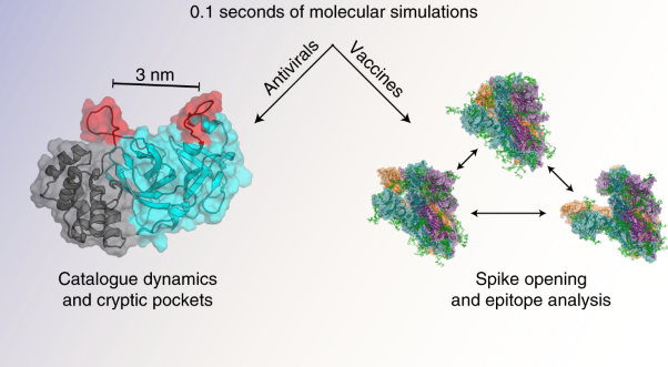 SARS-CoV-2 simulations go exascale to predict dramatic spike opening and cryptic pockets across the proteome