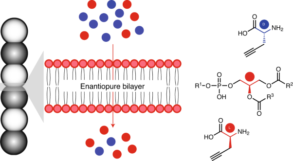 Chiral lipid bilayers are enantioselectively permeable